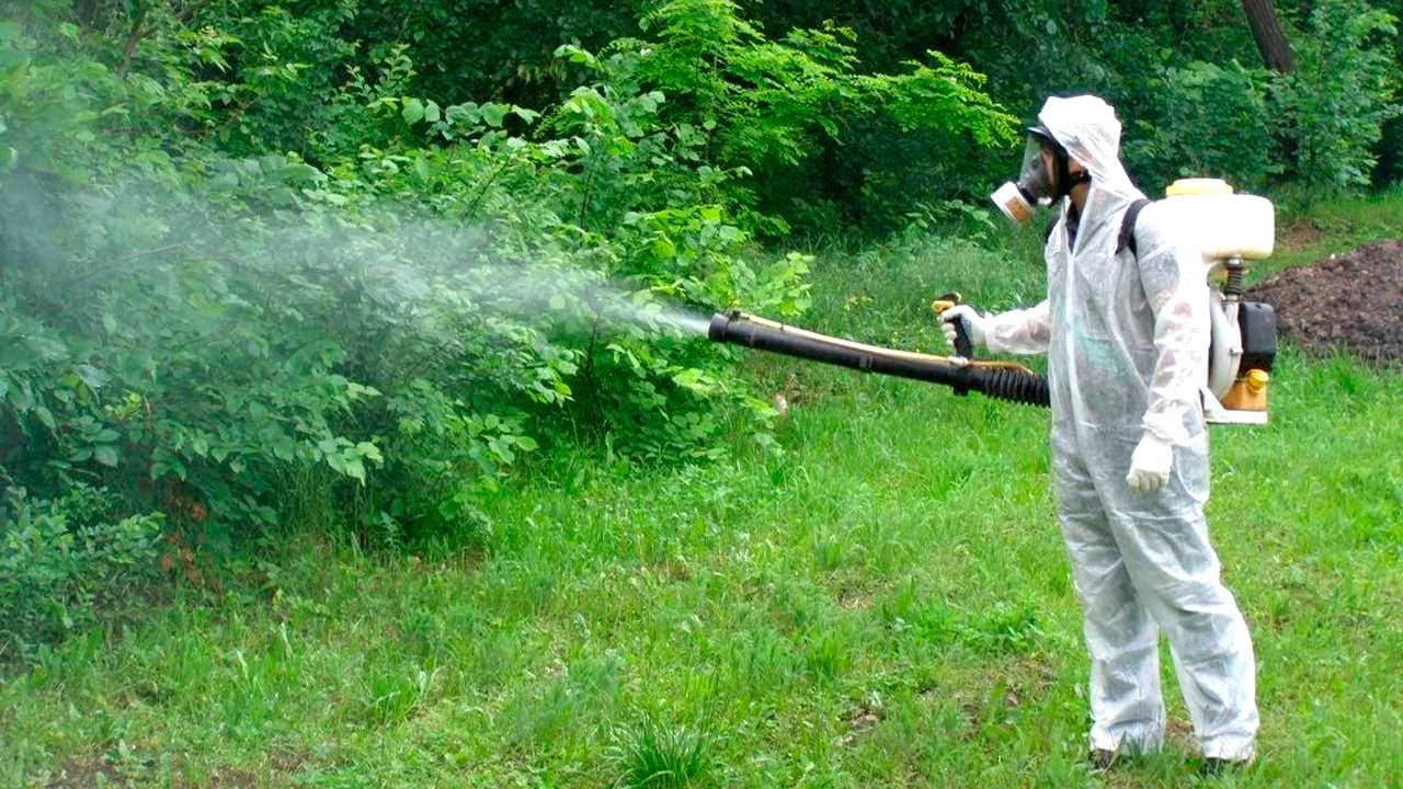 Дезинсекции от комаров