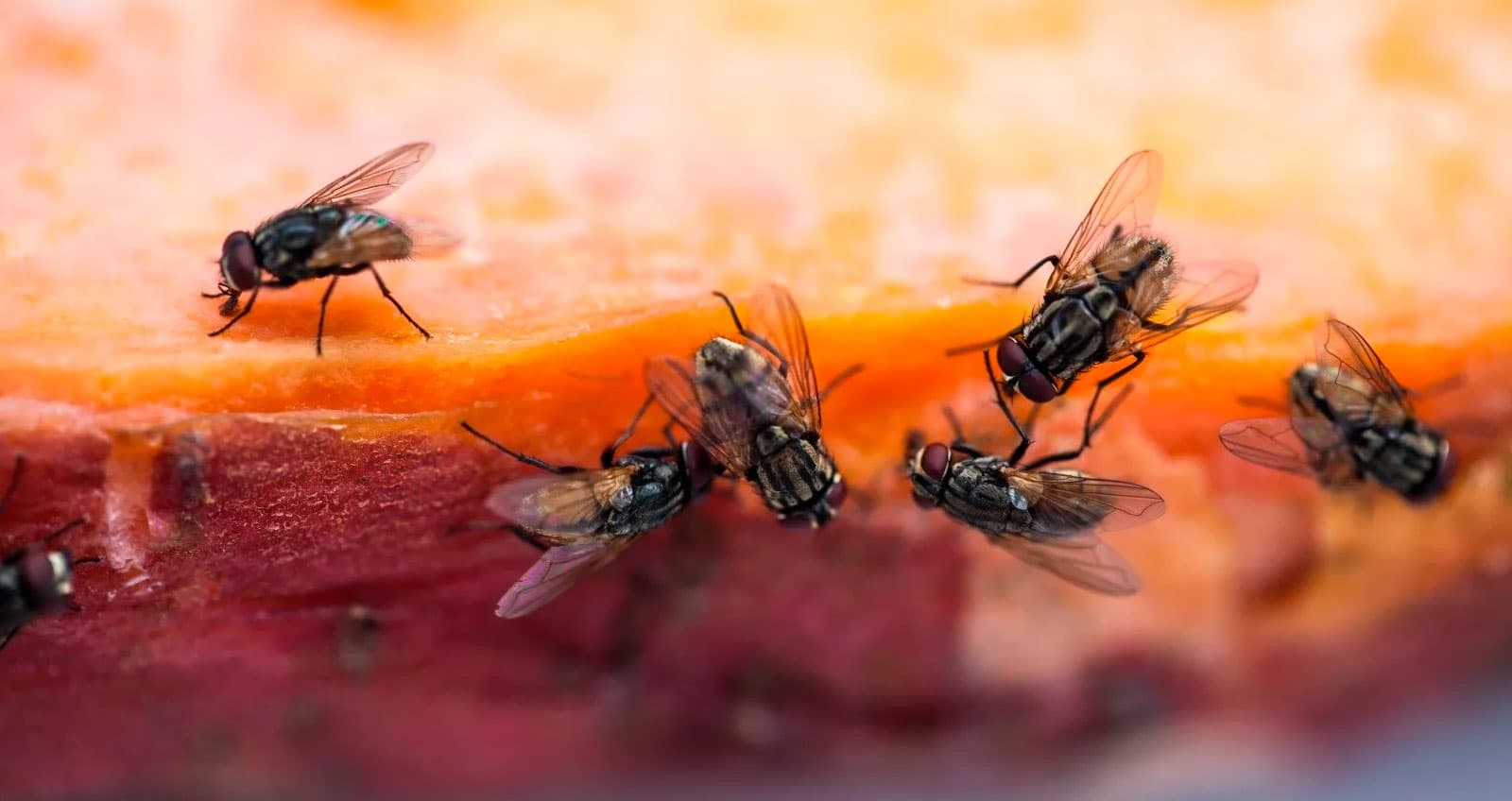 Уничтожение мух в Москве и Московской области