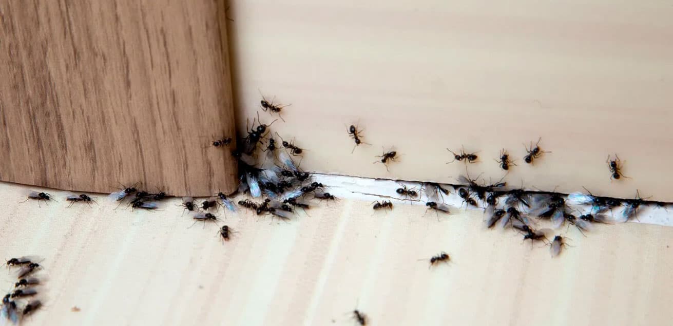 Уничтожение муравьев в Москве и Московской области