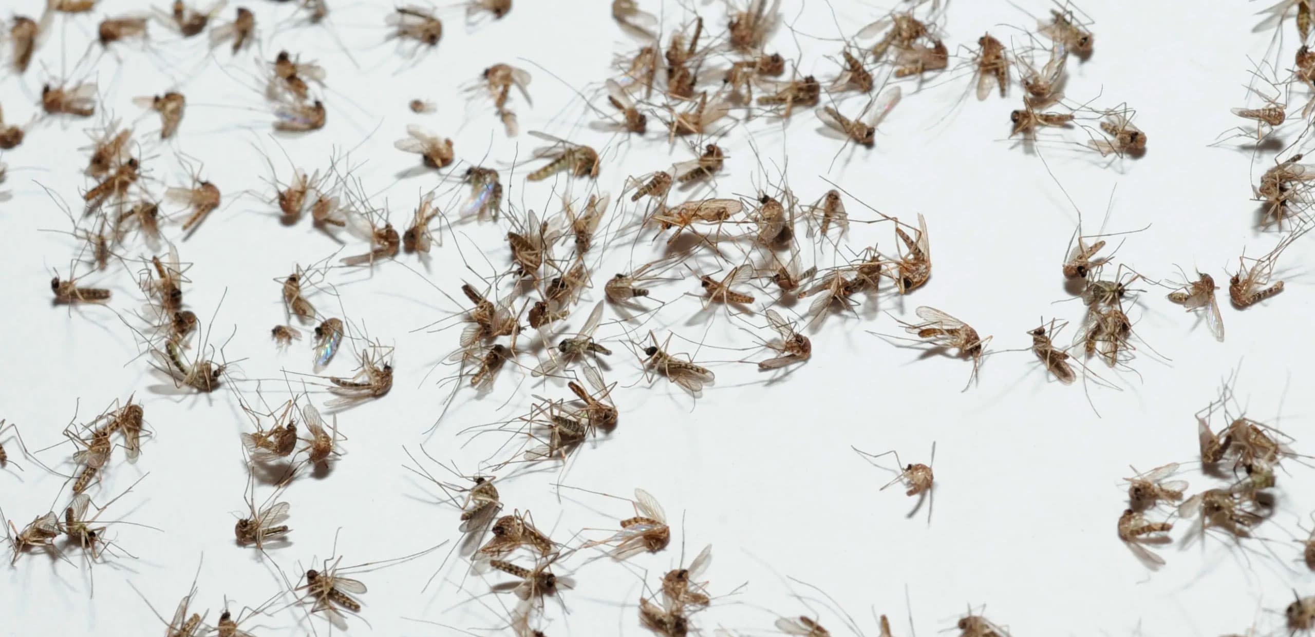 Уничтожение комаров в Москве и Московской области