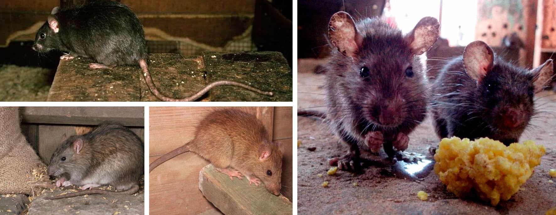 Уничтожение крыс и мышей в домах, квартирах и предприятиях Москвы и области